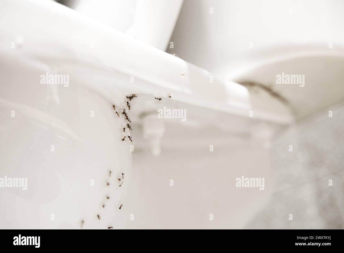 A colony of ants hides their eggs under the toilet in the bathroom. The problem with insects in