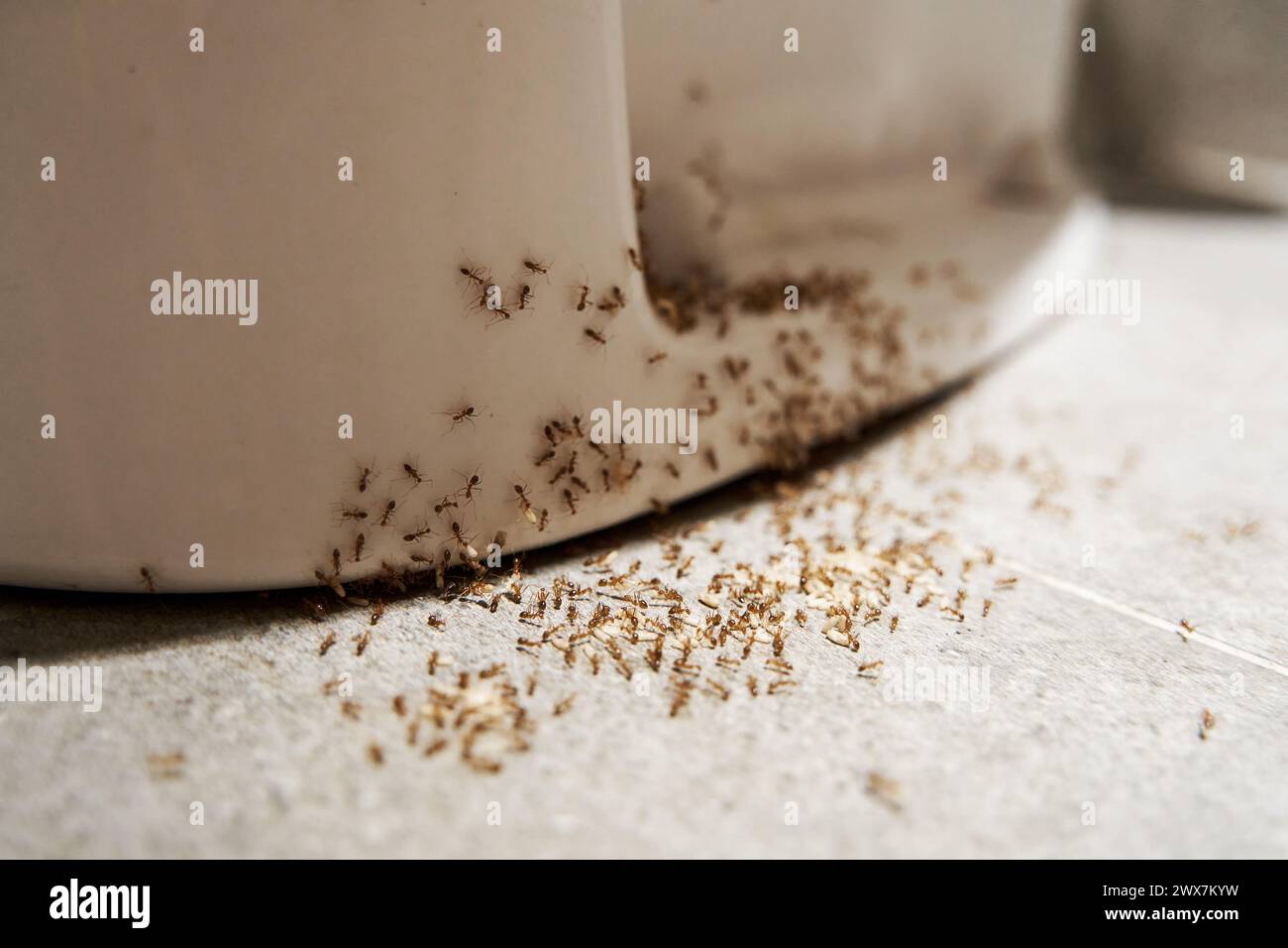 A colony of ants hides their eggs under the toilet in the bathroom. The problem with insects in