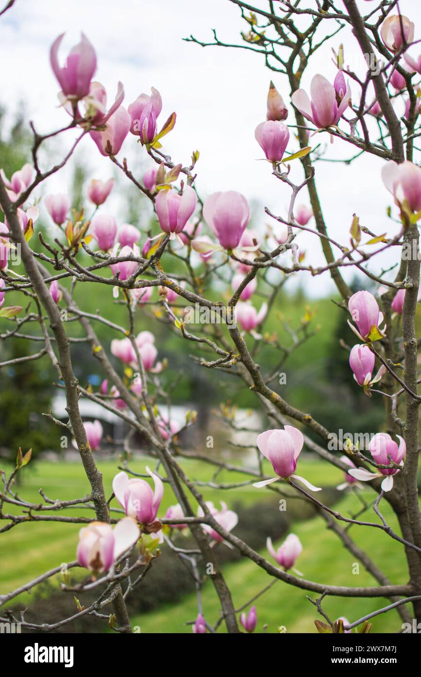 Magnolia tree isolated hi-res stock photography and images - Alamy