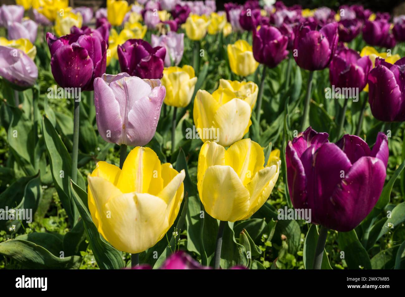 Colorful tulips on a field hi-res stock photography and images - Alamy