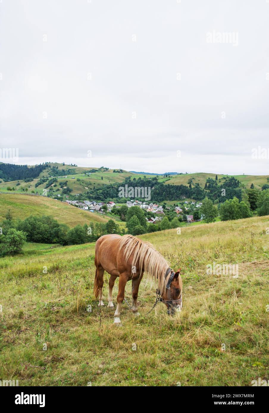 Lonely horse in a carpathian mountains on a pasture under a cloudy sky in Ukraine. Animal breeding concept Stock Photo