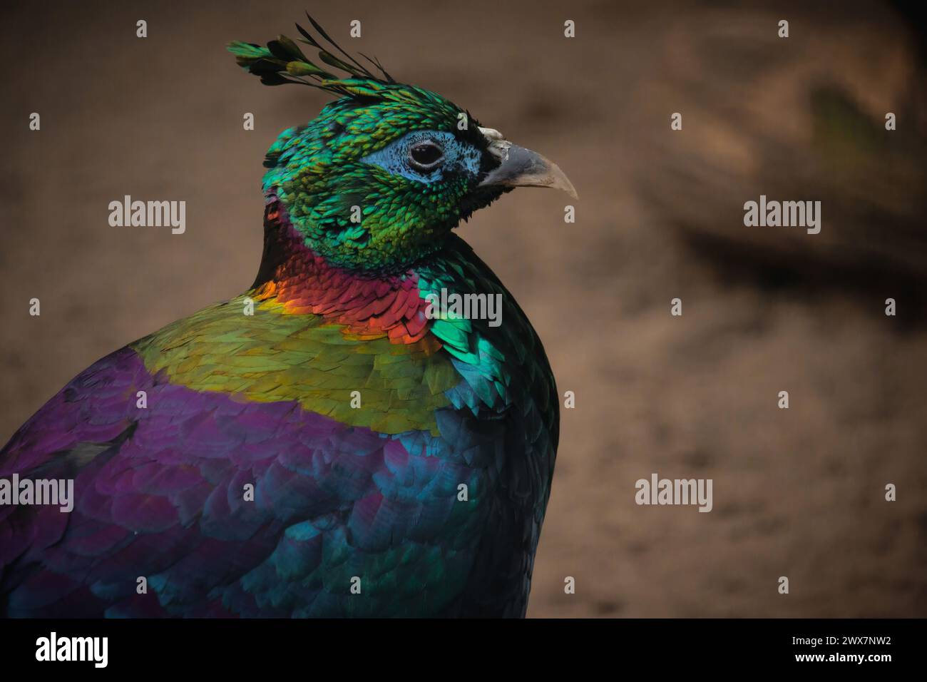 Head of a male Himalayan monal (Lophophorus impejanus) Stock Photo