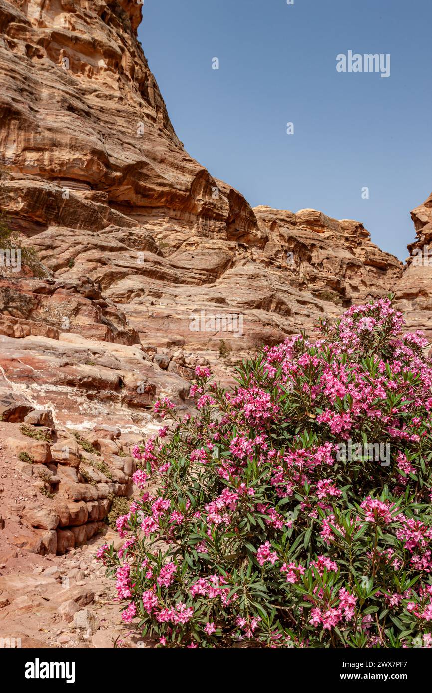 Colourful rocks petra hi-res stock photography and images - Alamy