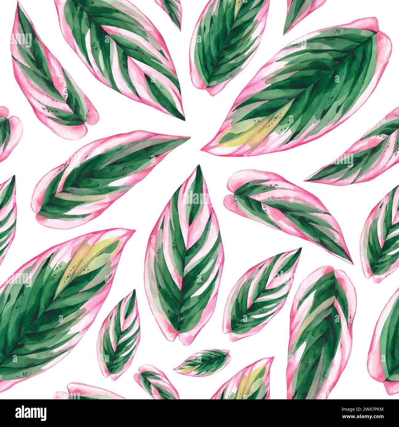 Watercolor blooming seamless pattern with pink Calathea stromanta tropical leaves. Botanical tropical seamless pattern for textiles, fabrics, wallpape Stock Photo
