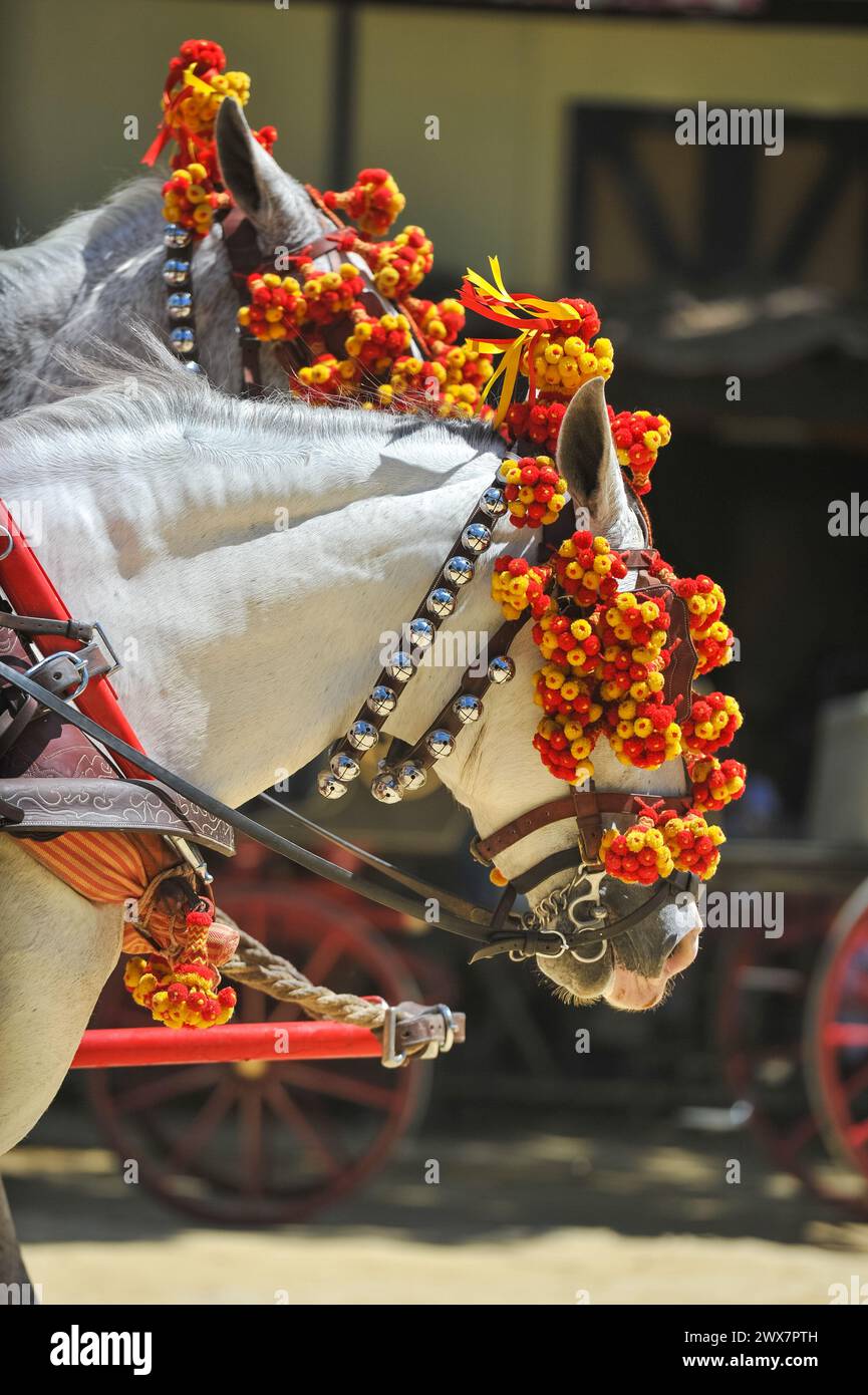Ornaments on the head of carriage horses at the fair in Jerez de la Frontera Cadiz Stock Photo