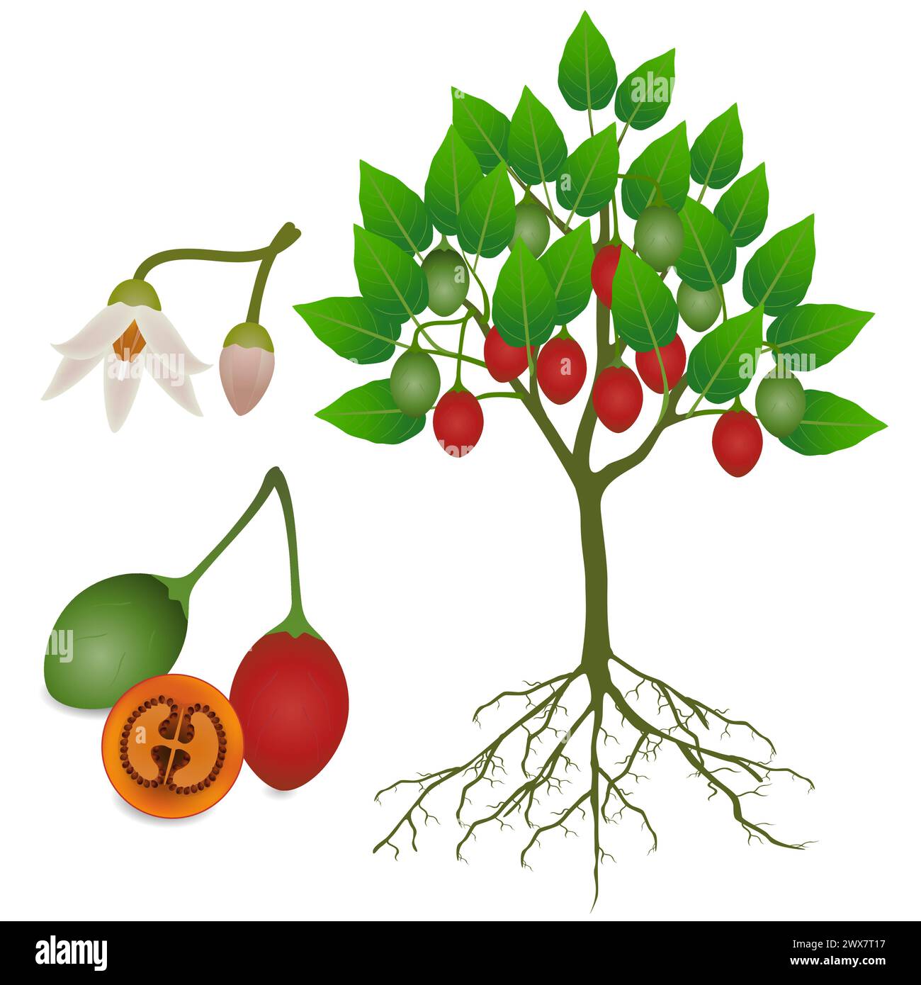 Tamarillo tree with fruits and flowers and roots on a white background