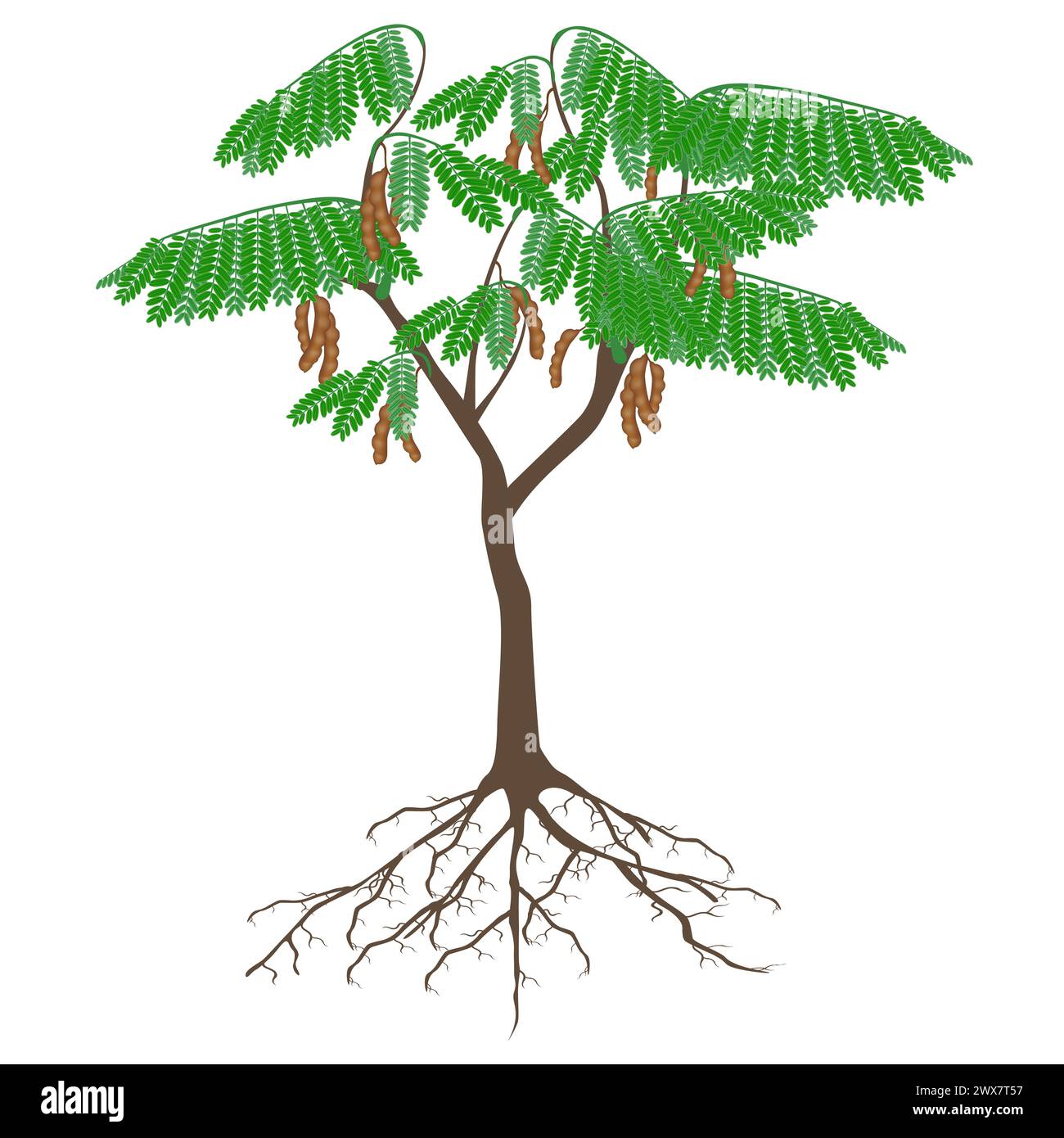 Tamarind tree with fruits and roots on a white background Stock Vector ...