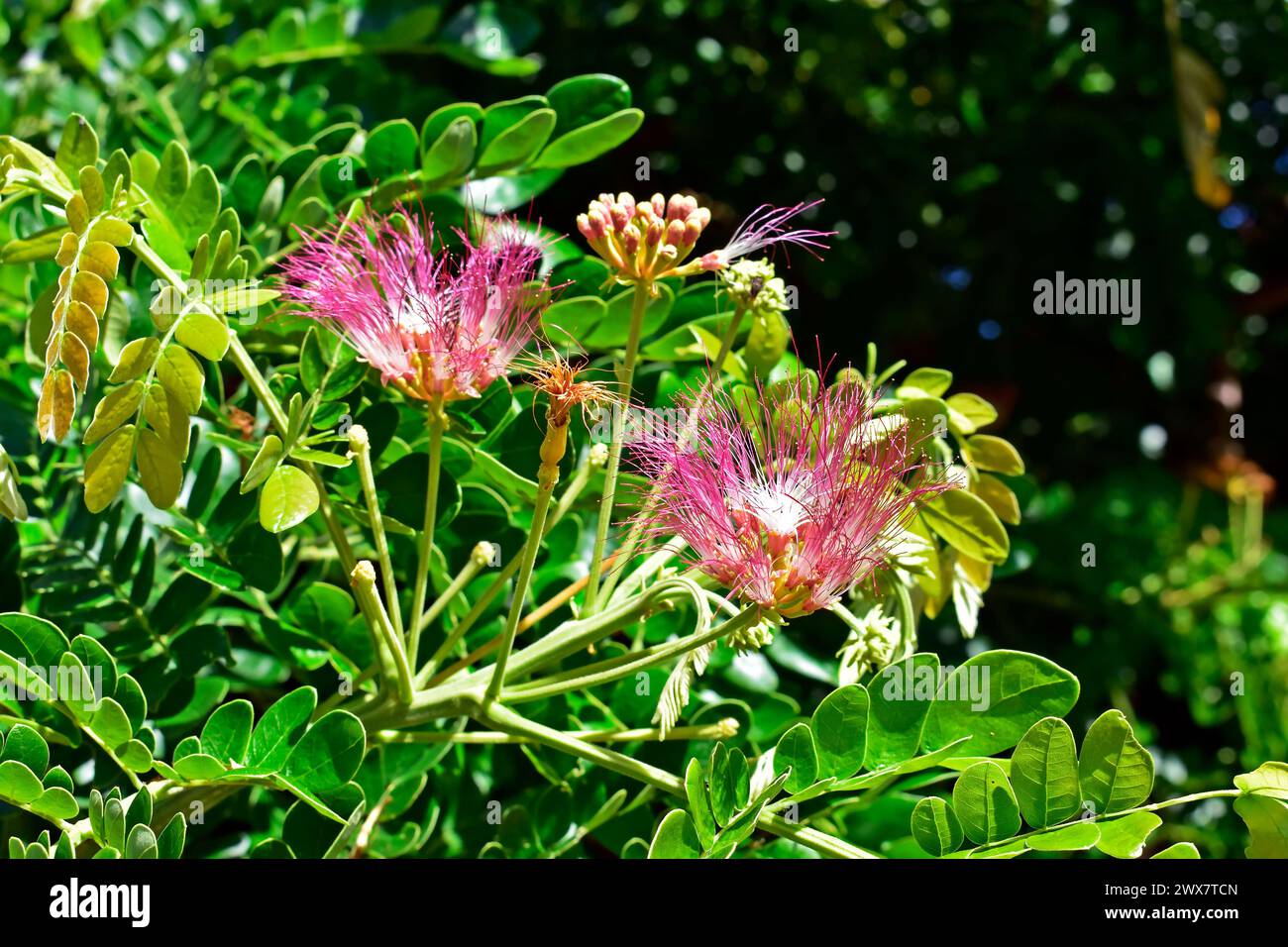 Persian silk tree or pink silk tree flowers (Albizia julibrissin) Stock Photo