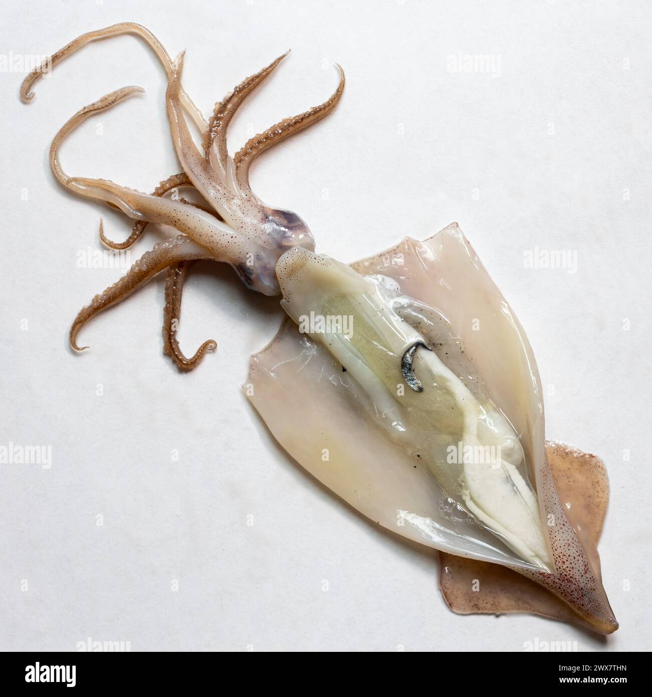 Preparing for a dissection of a Californian calamari squid in the UK