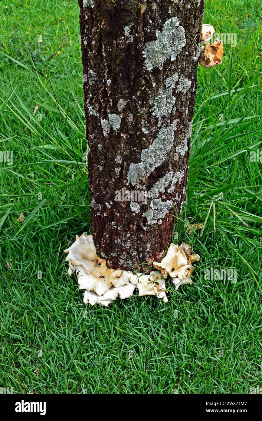 Mushrooms on the base of tree trunk Stock Photo