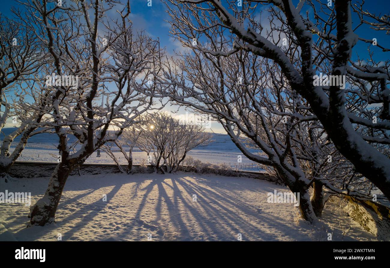Tree branches covered in snow, Orkney Islands Stock Photo