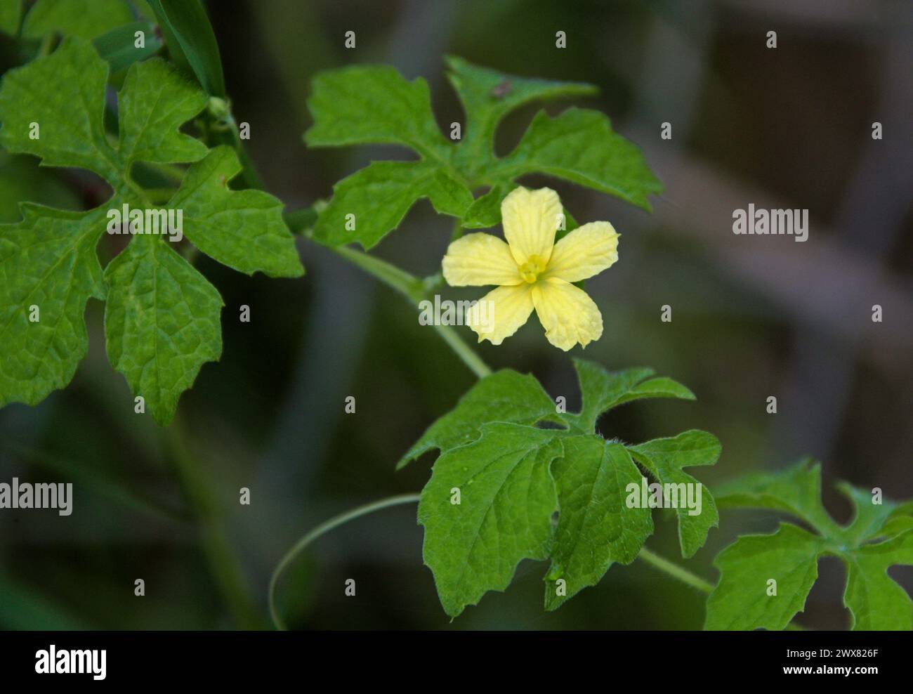 Bitter Melon, Balsam Pear, Bitter Apple, Bitter Gourd, Bitter Squash, Momordica charantia, Cucurbitaceae.. Costa Rica. Stock Photo