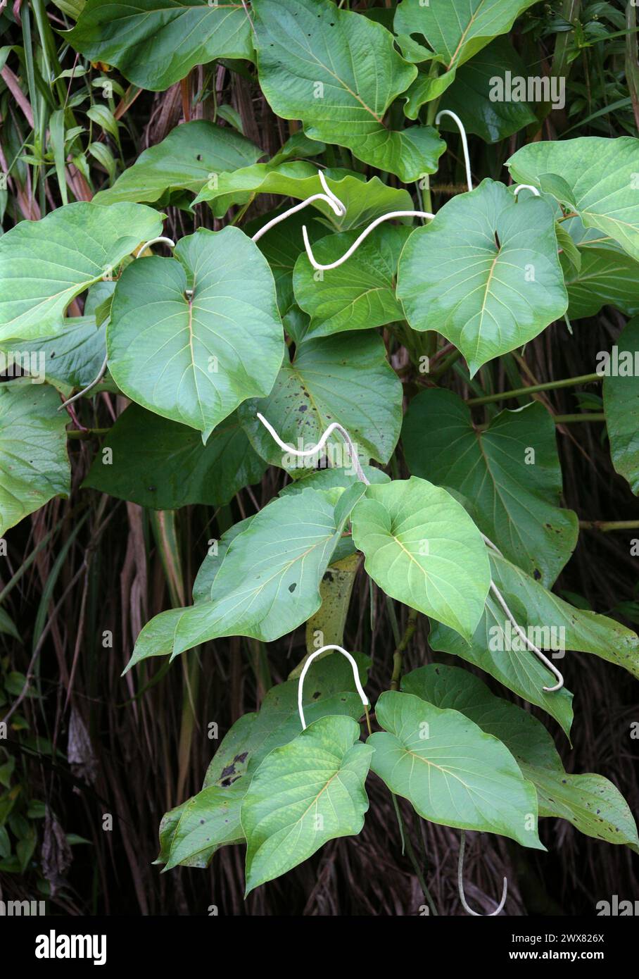 Philodendron flower hi-res stock photography and images - Alamy