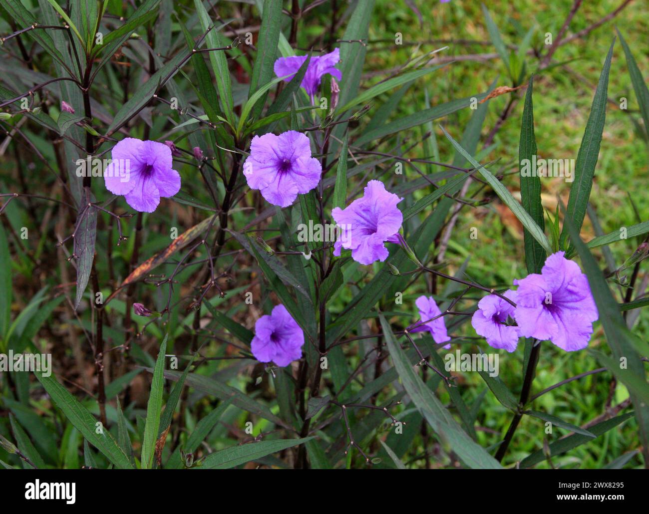 Britton's Wild Petunia, Mexican Petunia, Mexican Bluebell, Ruellia simplex, Acanthaceae. CATIE Agicultural Centre, Guayabo, Costa Rica. Stock Photo
