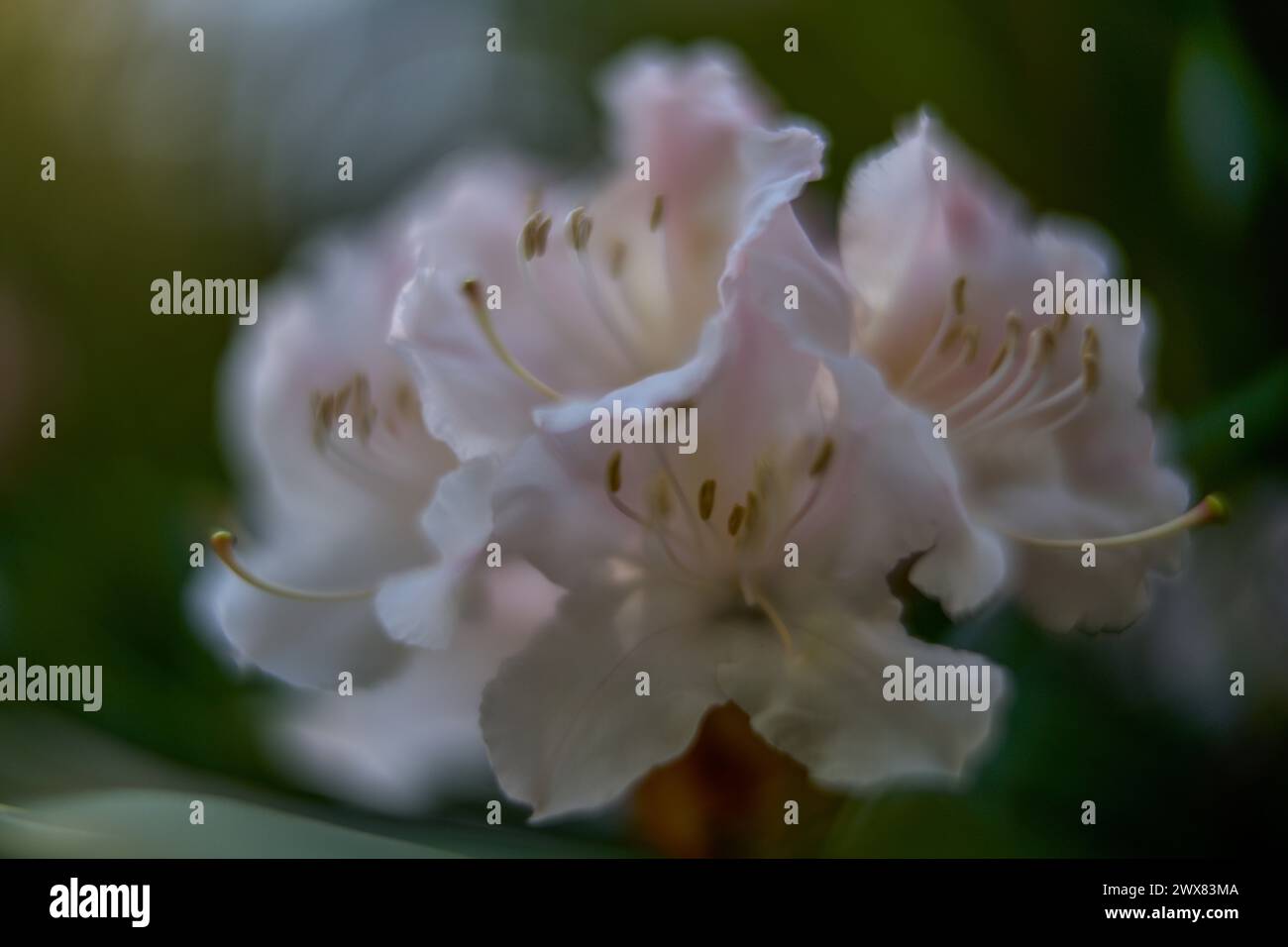 White dreamy soft rhododendron blossom close up Stock Photo