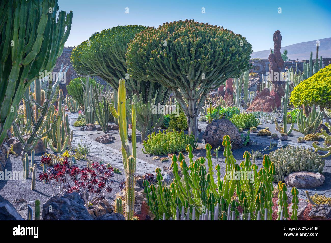 sansevieria cylindrica luftreinigung Sansevieria cylindrica – Adplants main image 0