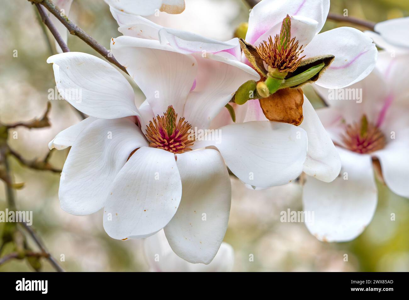 Blooming magnolia Daisy Diva showing white flowers and gynoecium in spring Stock Photo