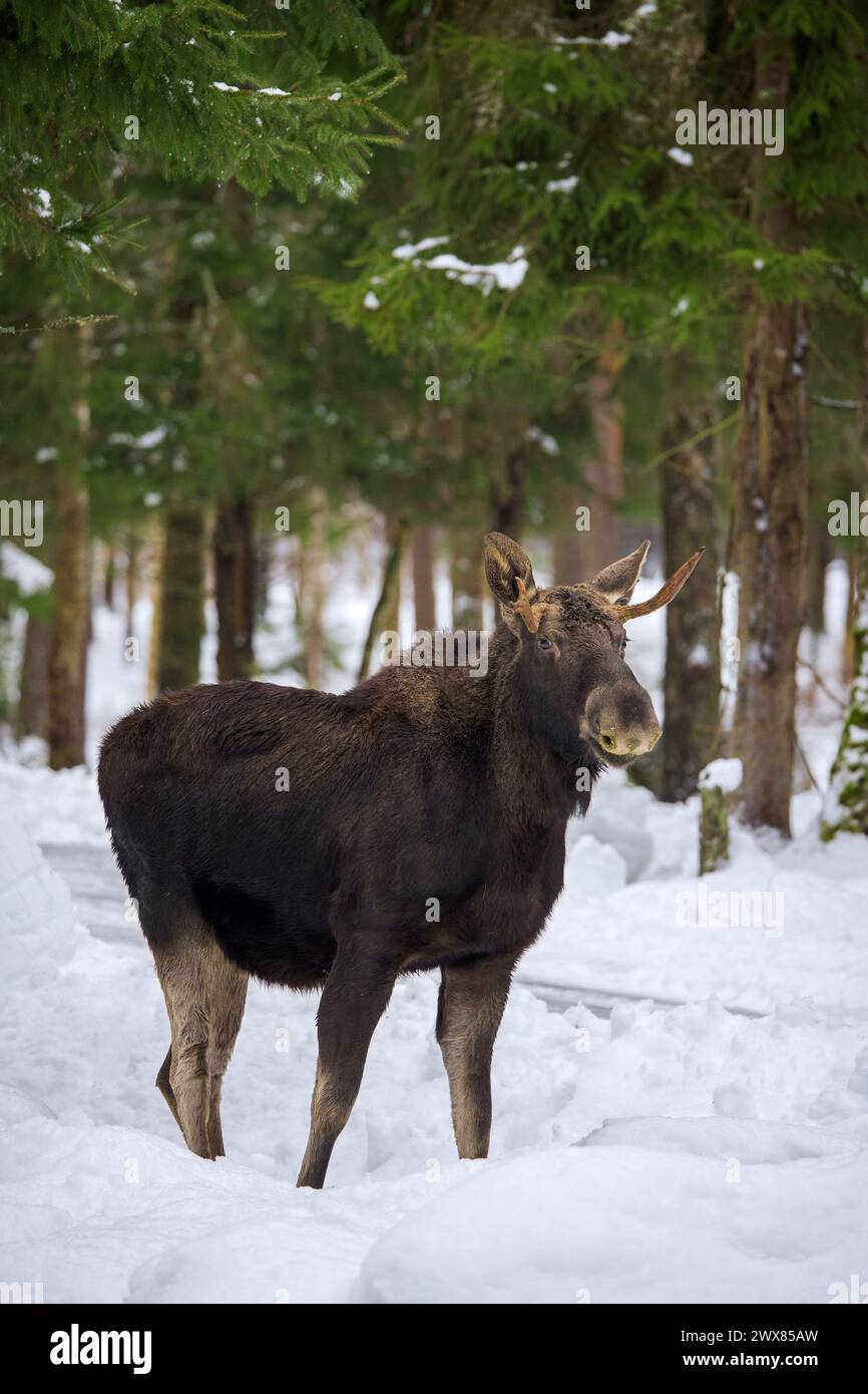 Moose / elk (Alces alces) young bull with small antlers foraging in coniferous forest in the snow in winter, Sweden Stock Photo
