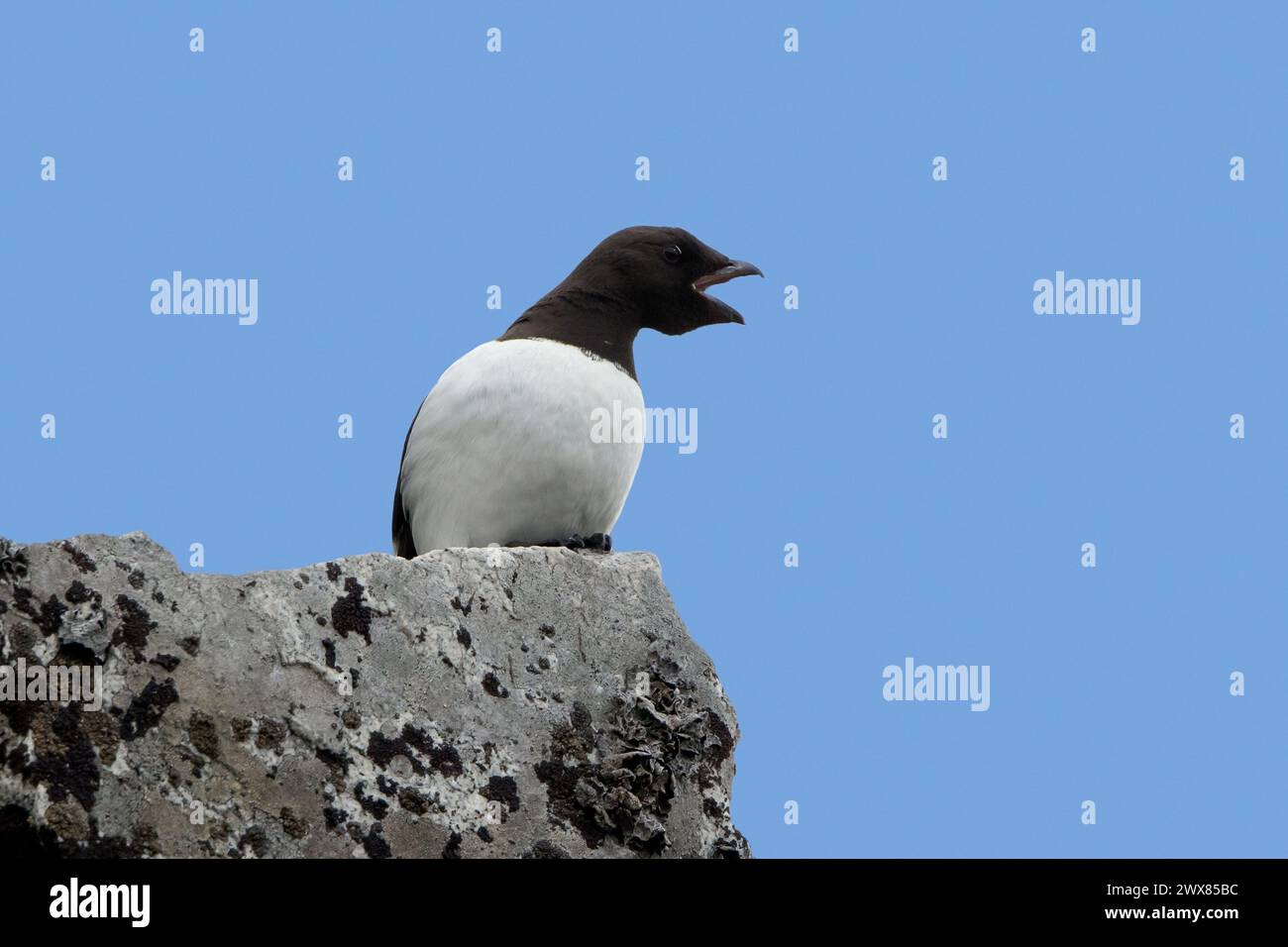 Little auk / dovekie (Alle alle) calling from rock along the Arctic ...