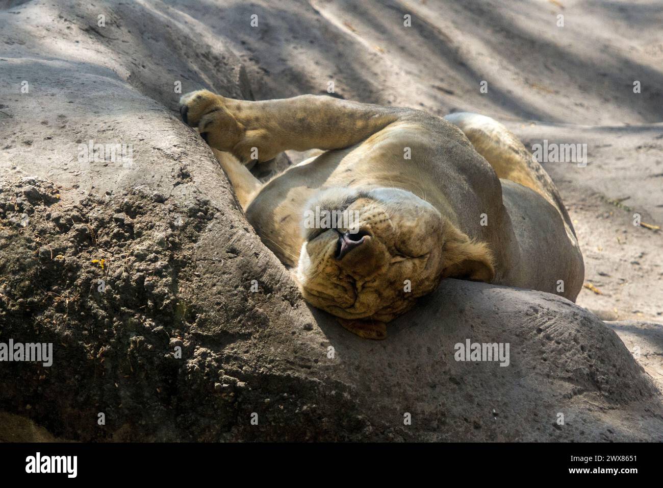 A female lion take a nap for a while. Stock Photo