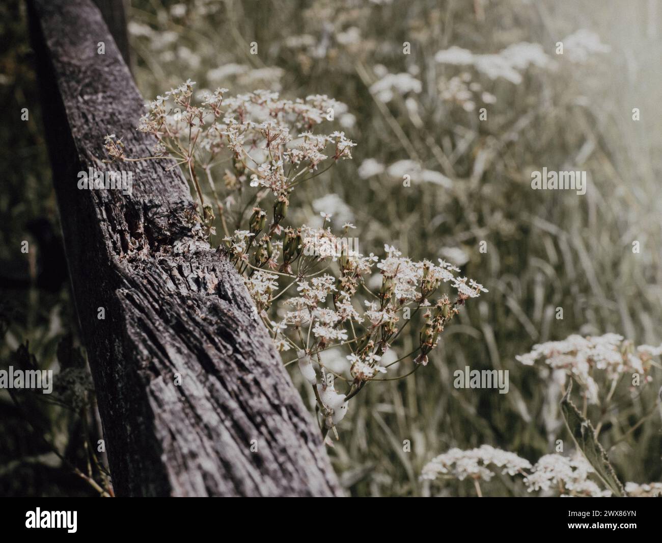 Fence post flowers hi-res stock photography and images - Alamy