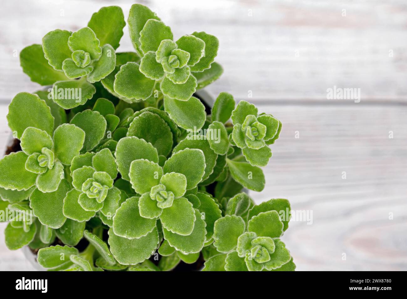 Plectranthus amboinicus jamaica hires stock photography and images Alamy