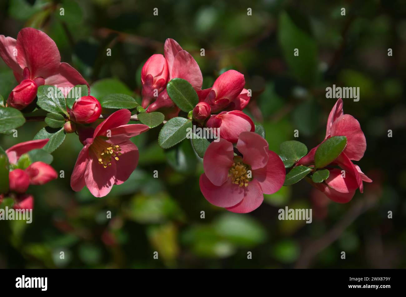 Twig Japanese quince or Chaenomeles speciosa, blooming with a delicate ...