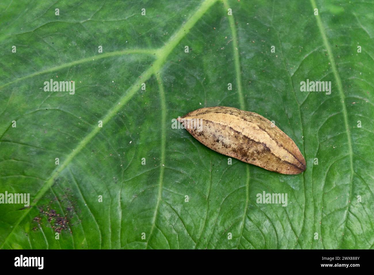 Slug on leaf of Xanthosoma sagittifolium Stock Photo