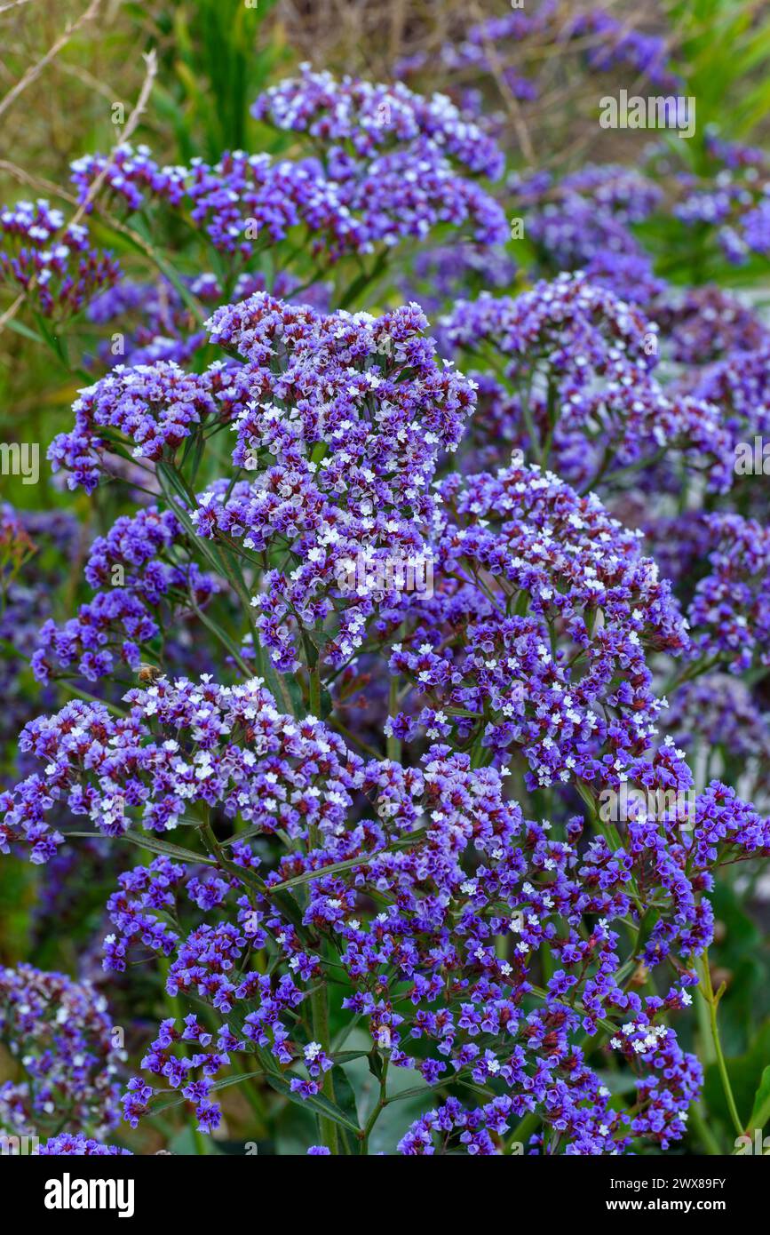 Flowers of Perez's sea lavender or Limonium perezii, along the hiking trail at Abalone Cove Park in Rancho Palos Verdes, California. Stock Photo