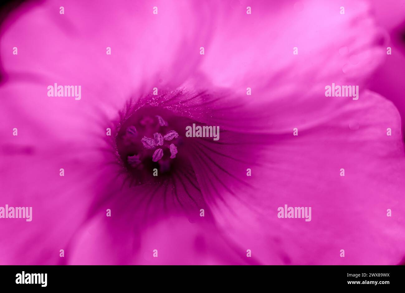 pink sorrel flower highlighted , hue red Stock Photo