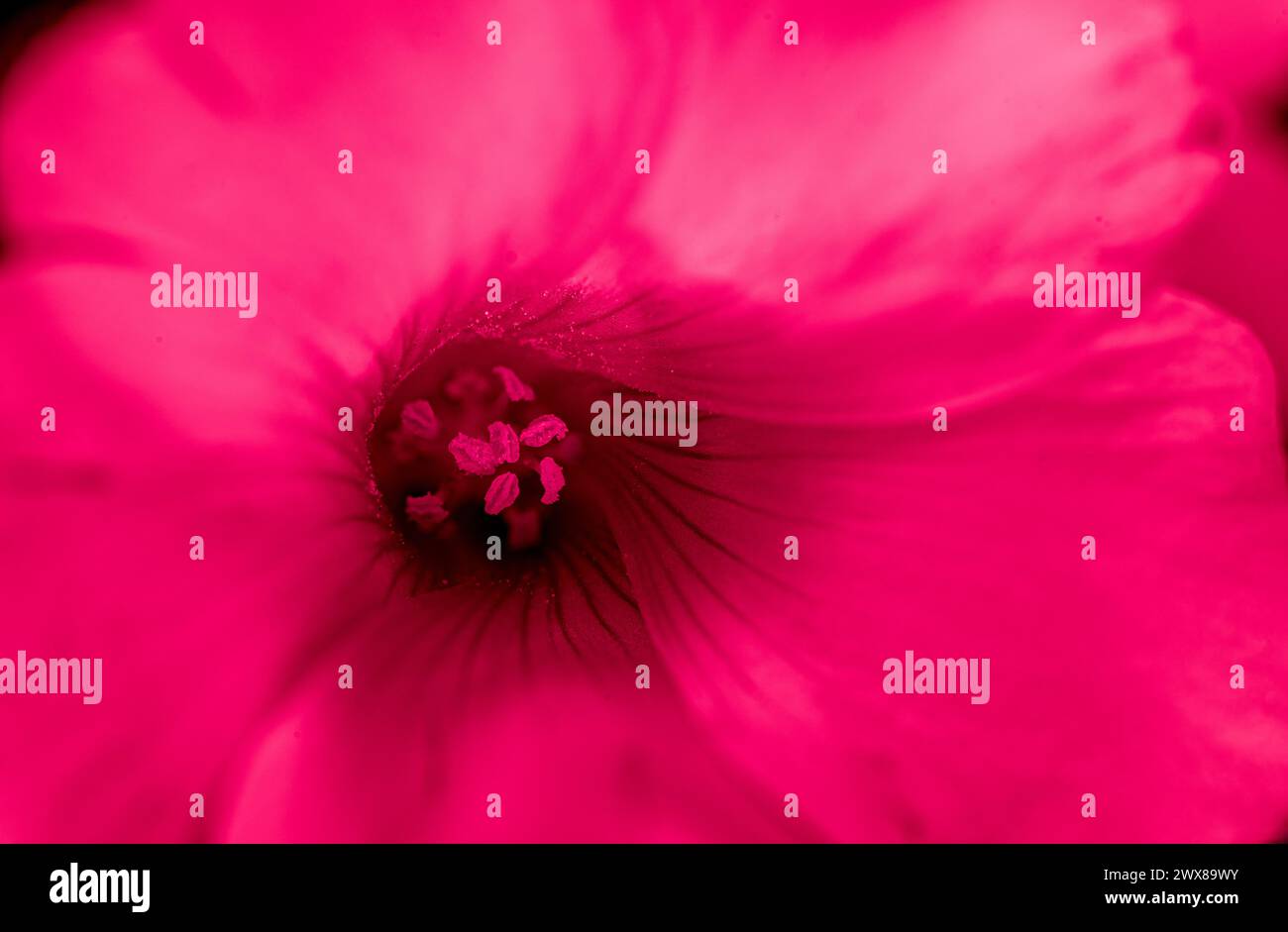 pink sorrel flower highlighted , hue red Stock Photo