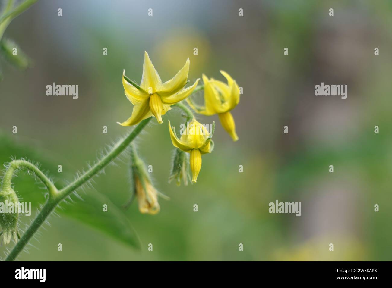 Tomato flower (Also called Solanum lycopersicum, Lycopersicon lycopersicum, Lycopersicon esculentum) on the tree Stock Photo