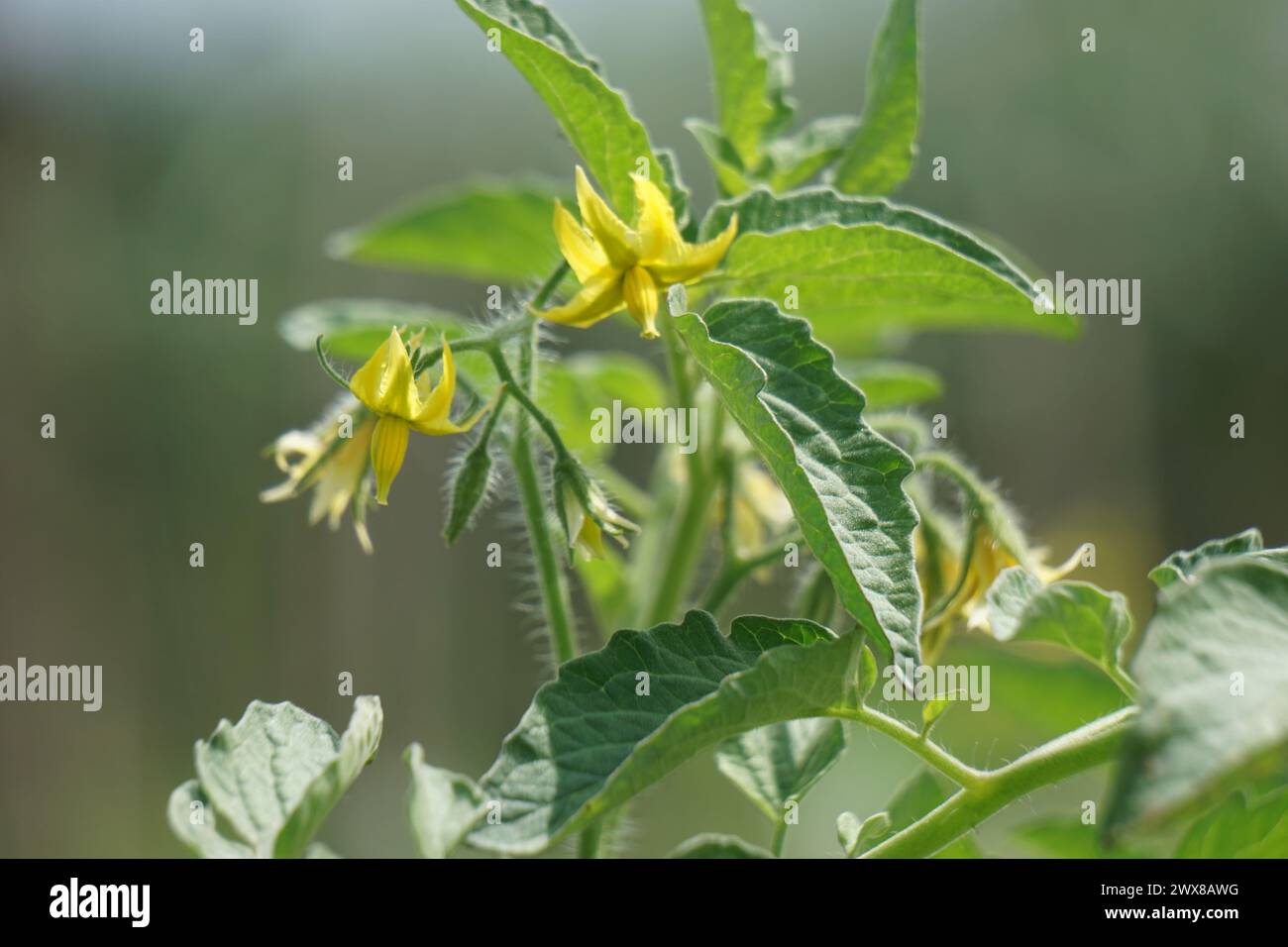 Tomato flower (Also called Solanum lycopersicum, Lycopersicon lycopersicum, Lycopersicon esculentum) on the tree Stock Photo
