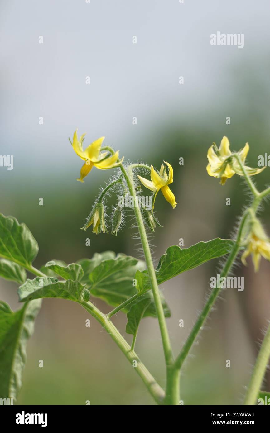 Tomato flower (Also called Solanum lycopersicum, Lycopersicon lycopersicum, Lycopersicon esculentum) on the tree Stock Photo