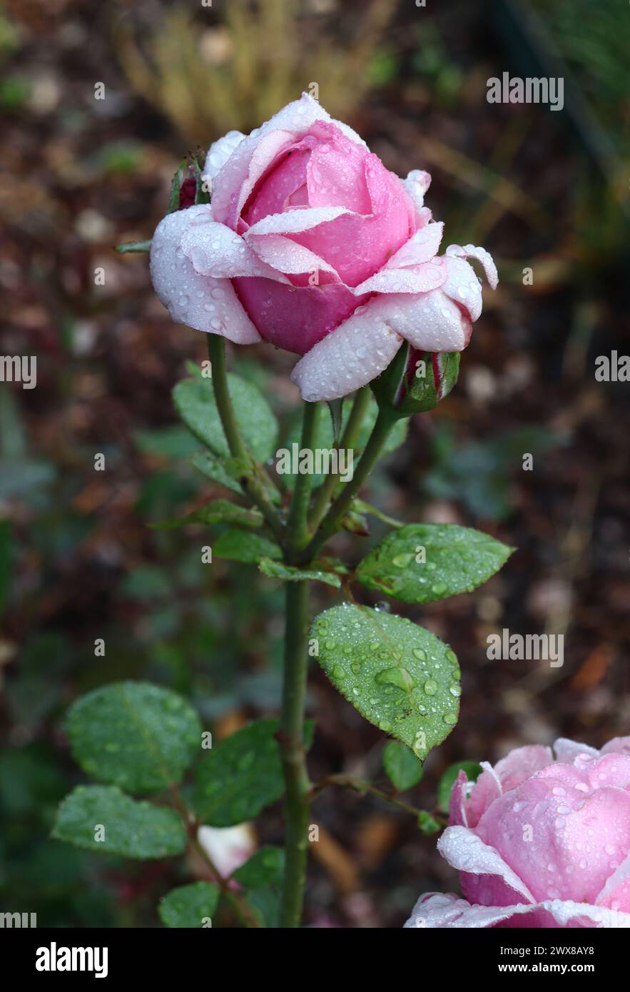 Pink Rose with Dewdrops Stock Photo