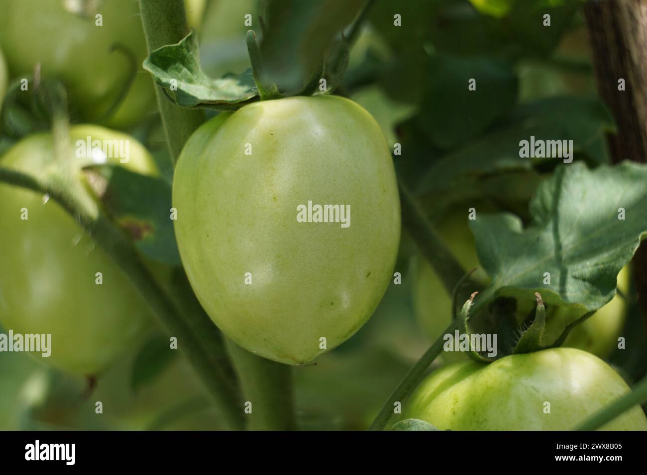 Green tomato (Also called Solanum lycopersicum, Lycopersicon lycopersicum, Lycopersicon esculentum) on the tree Stock Photo