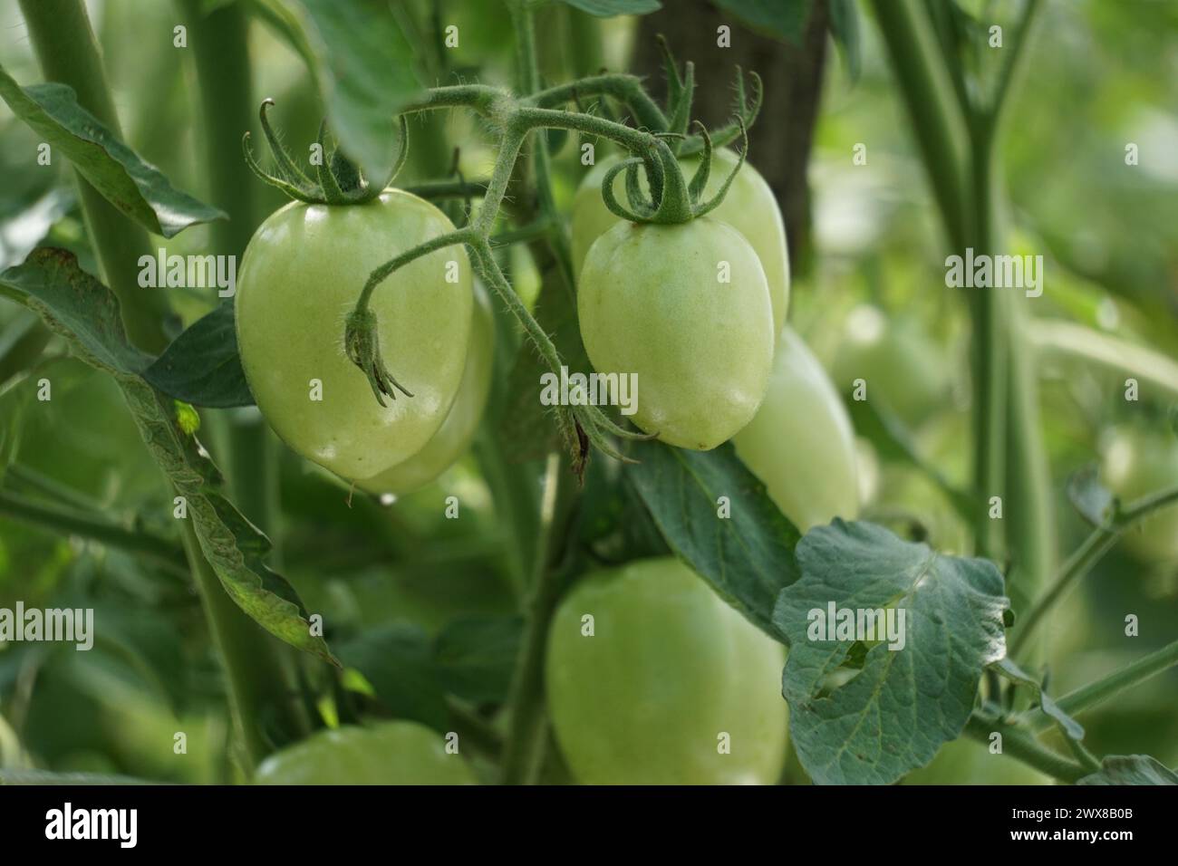 Green tomato (Also called Solanum lycopersicum, Lycopersicon lycopersicum, Lycopersicon esculentum) on the tree Stock Photo