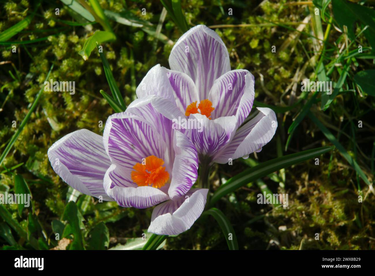 Purple and white striped flower hi-res stock photography and images - Alamy
