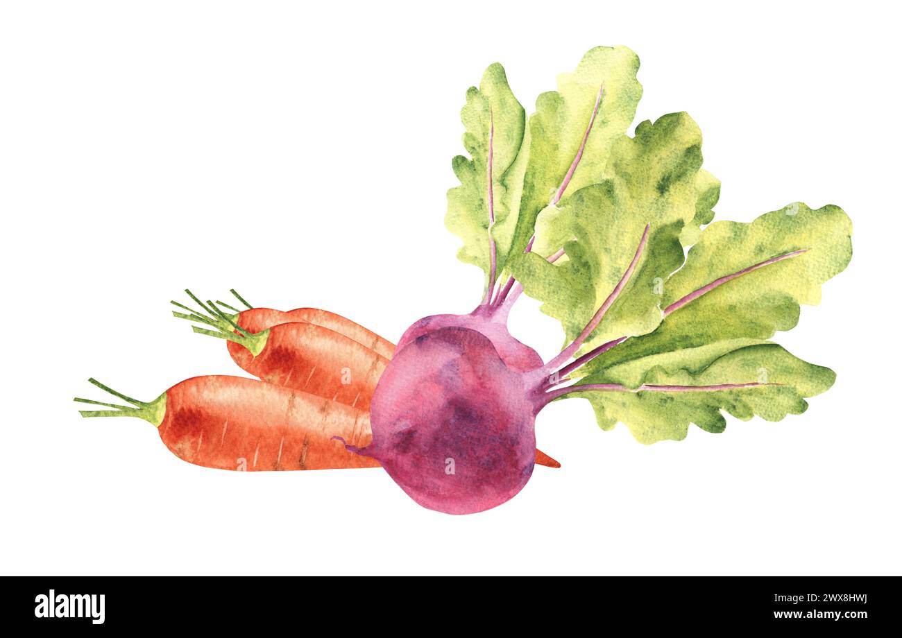 Vegetable composition for juice. Carrot and beet root. Hand drawn botanical watercolor illustration isolated on white background. Vintage stile. Stock Photo