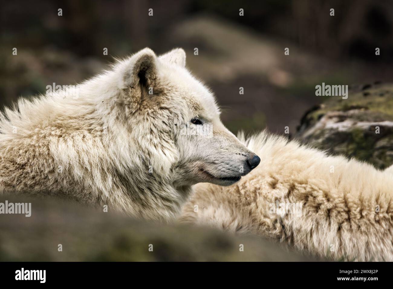 White wolf standing in hi-res stock photography and images - Alamy
