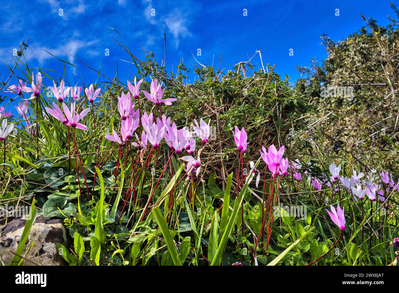 Leaves and light-purple flowers of Cyclamen persicum, Persian cyclamen, at the Bath of Aphrodite, Paphos district, Cyprus. Low camera standpoint Stock Photo