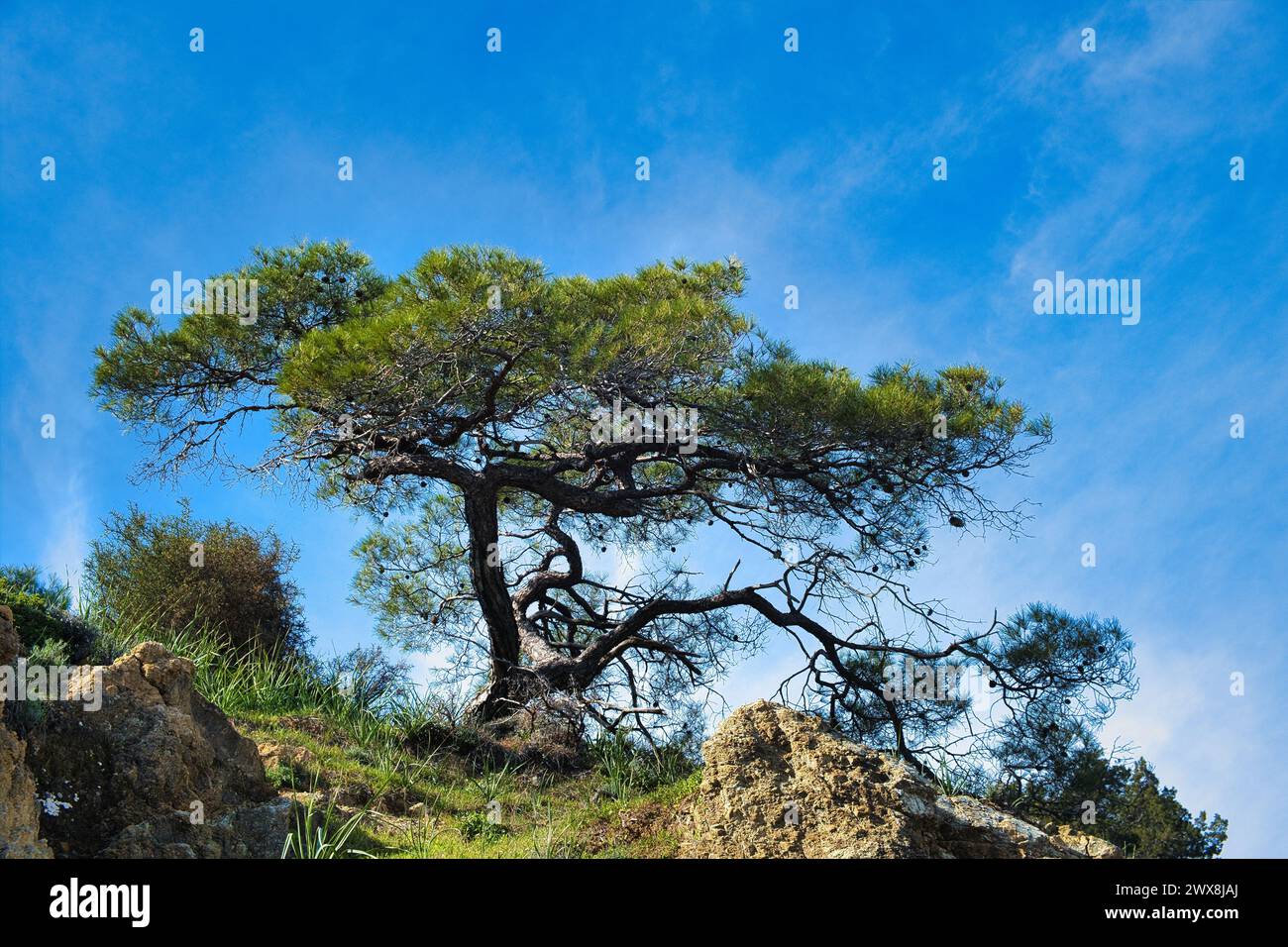 Gnarled old coniferous tree outlined against blue sky. Akamas Peninsula, Cyprus Stock Photo