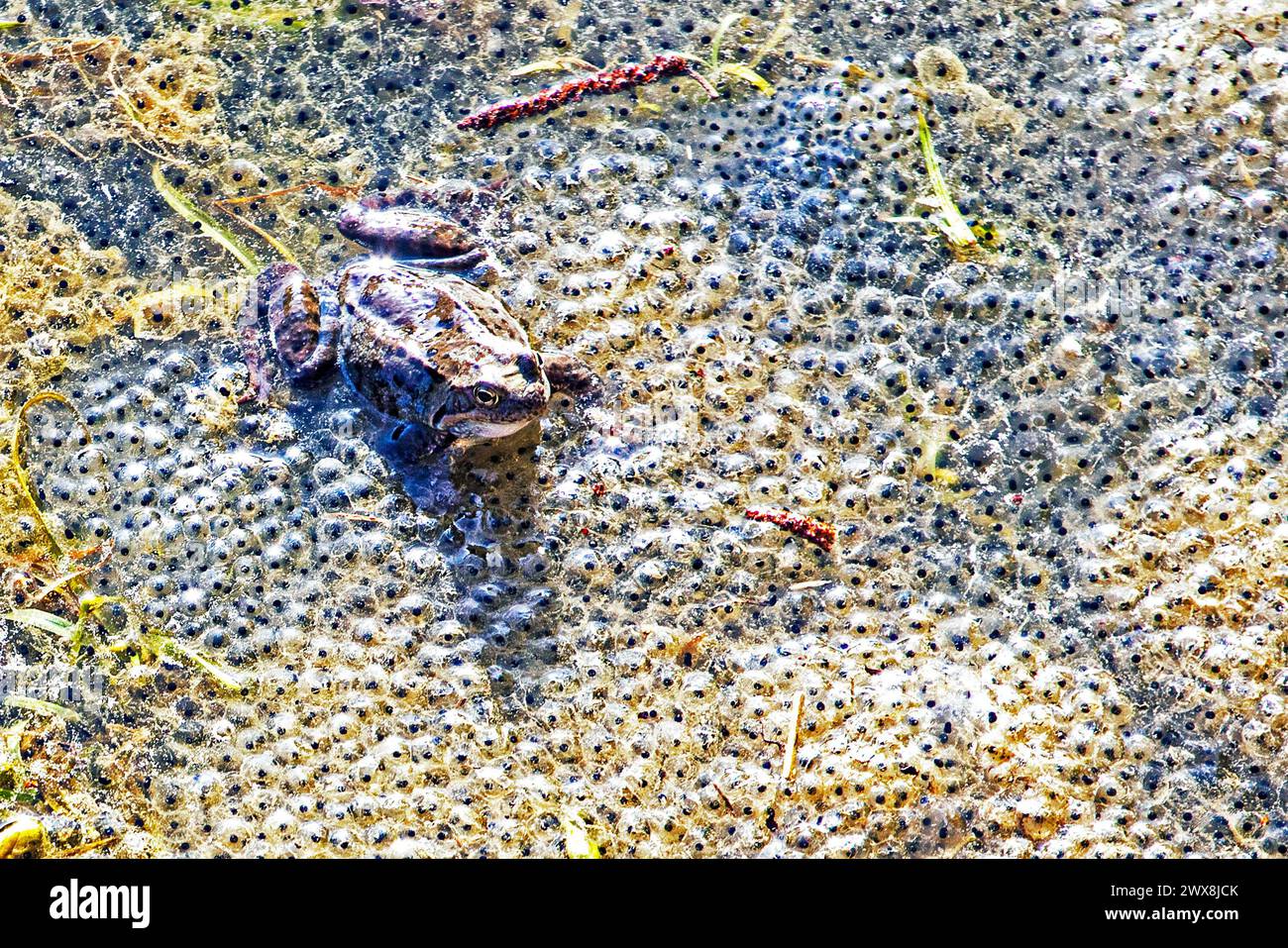 frogs lay eggs in a small spring in the sun. Protection of amphibians and other animals Stock Photo