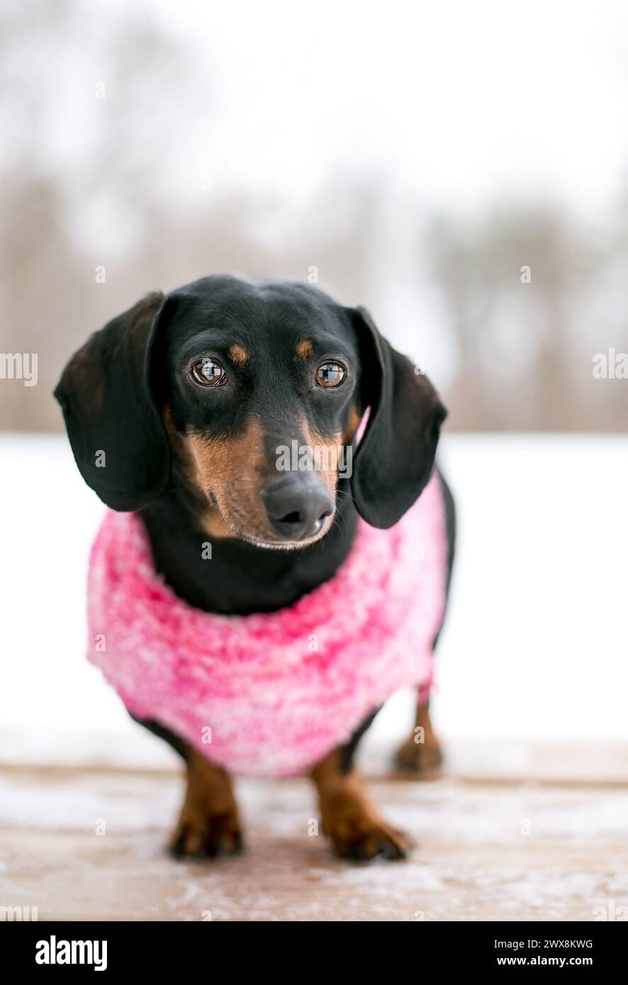 A purebred Dachshund dog wearing a sweater outdoors in the snow Stock Photo
