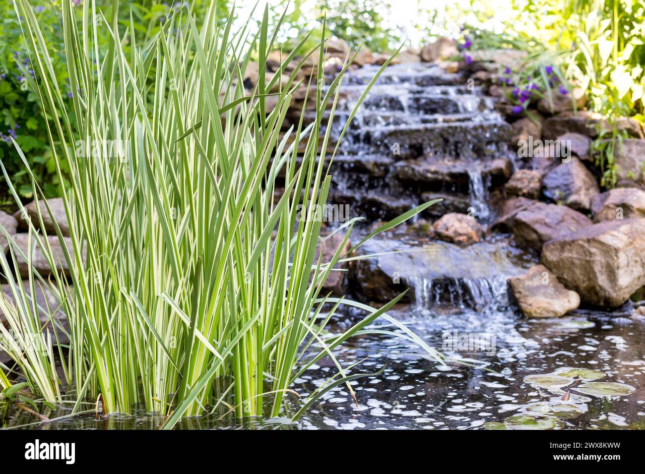 Variegated Sweet Flag (Acorus calamus) in a man-made pond with a cascading fountain Stock Photo