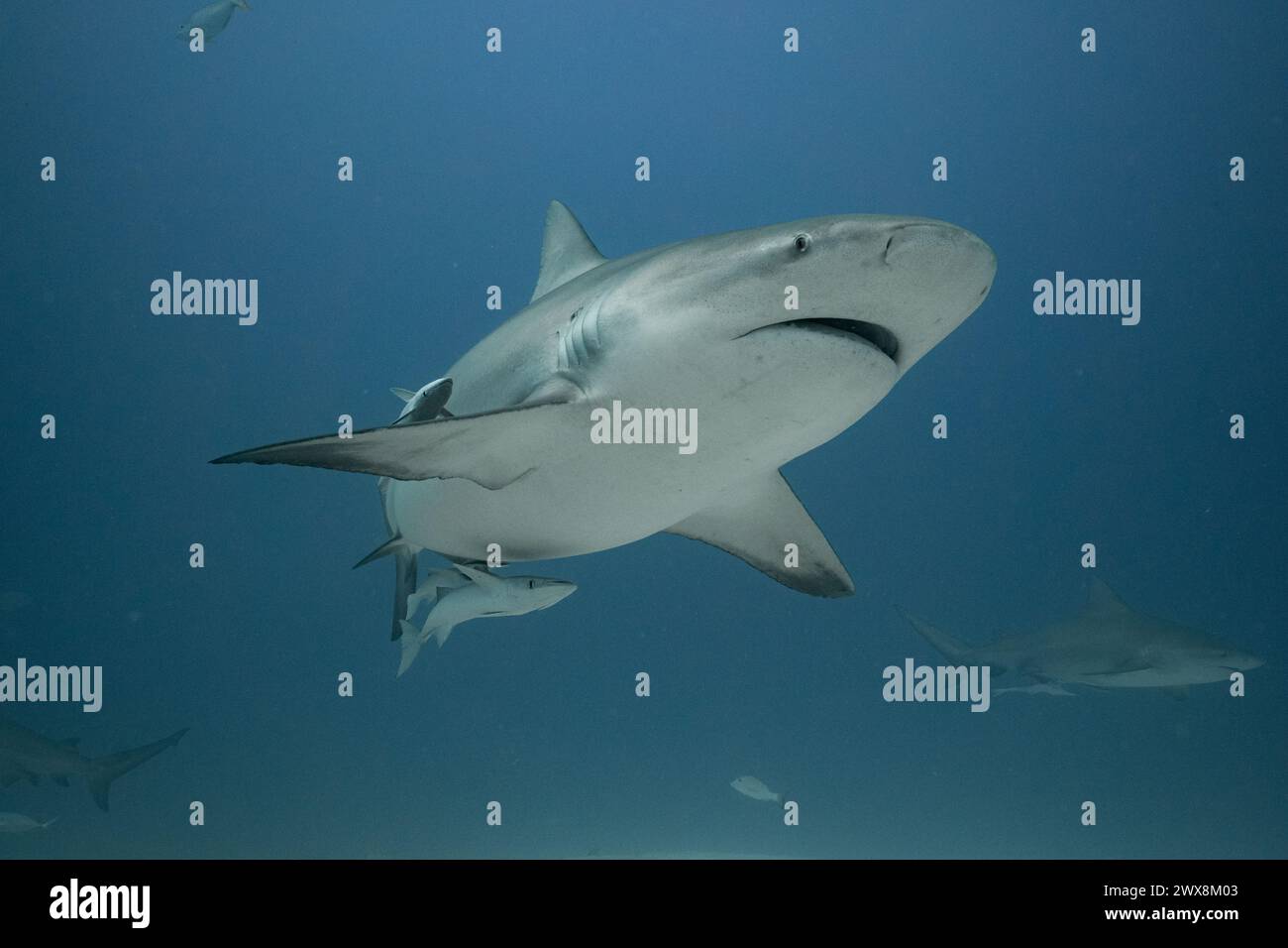 Bull Shark swimming Stock Photo