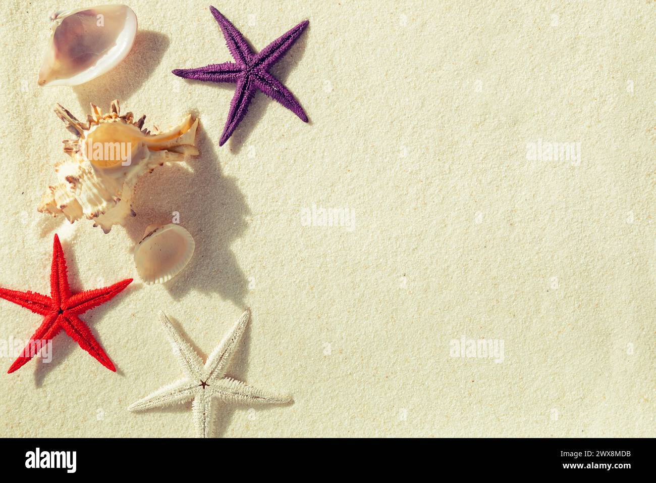 Seashells and colored starfish on the sand. Summer background, free space for your decoration, flat lay. Stock Photo