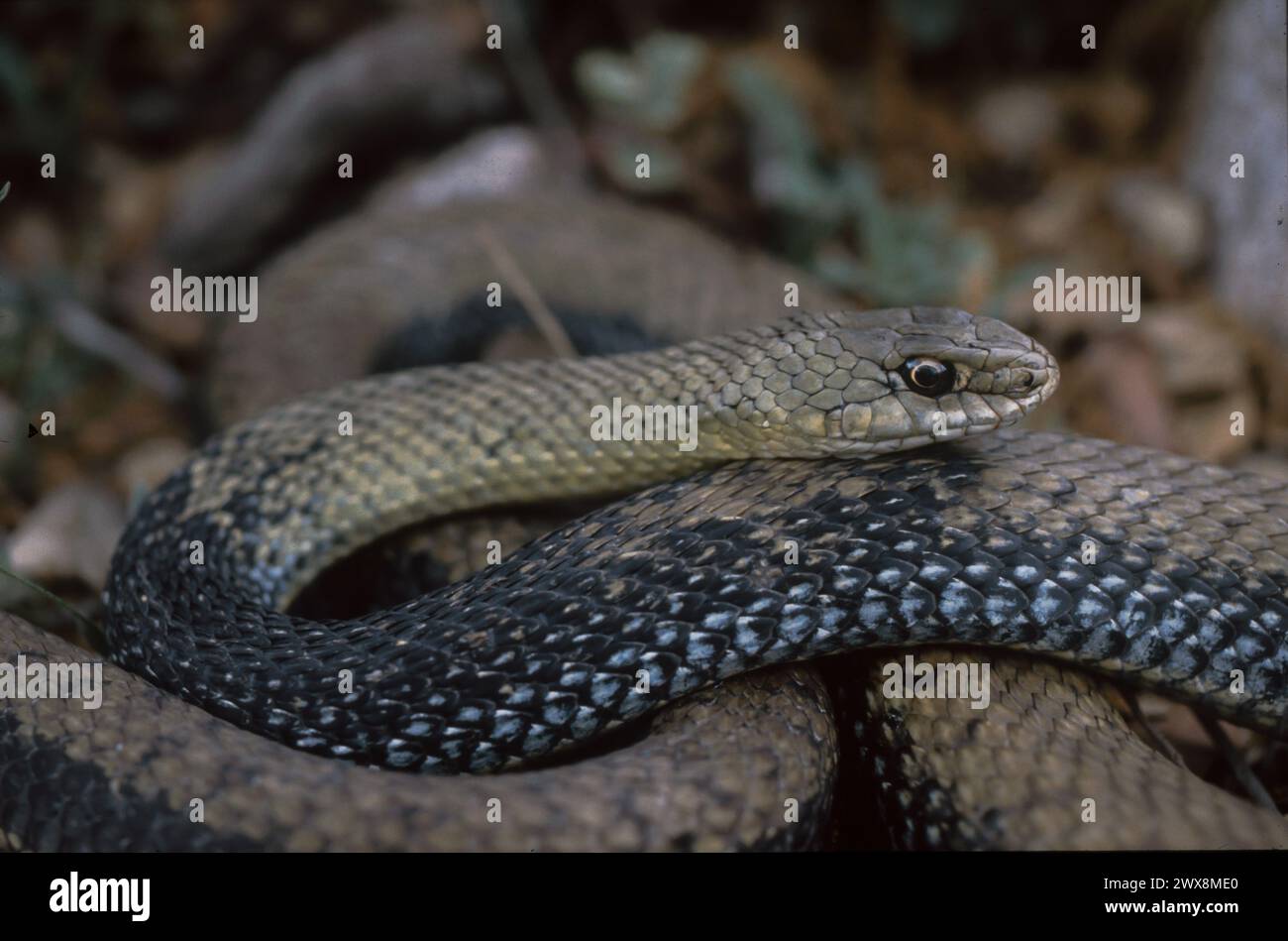 Montpellier Snake (Malpolon monspessulanus) Stock Photo