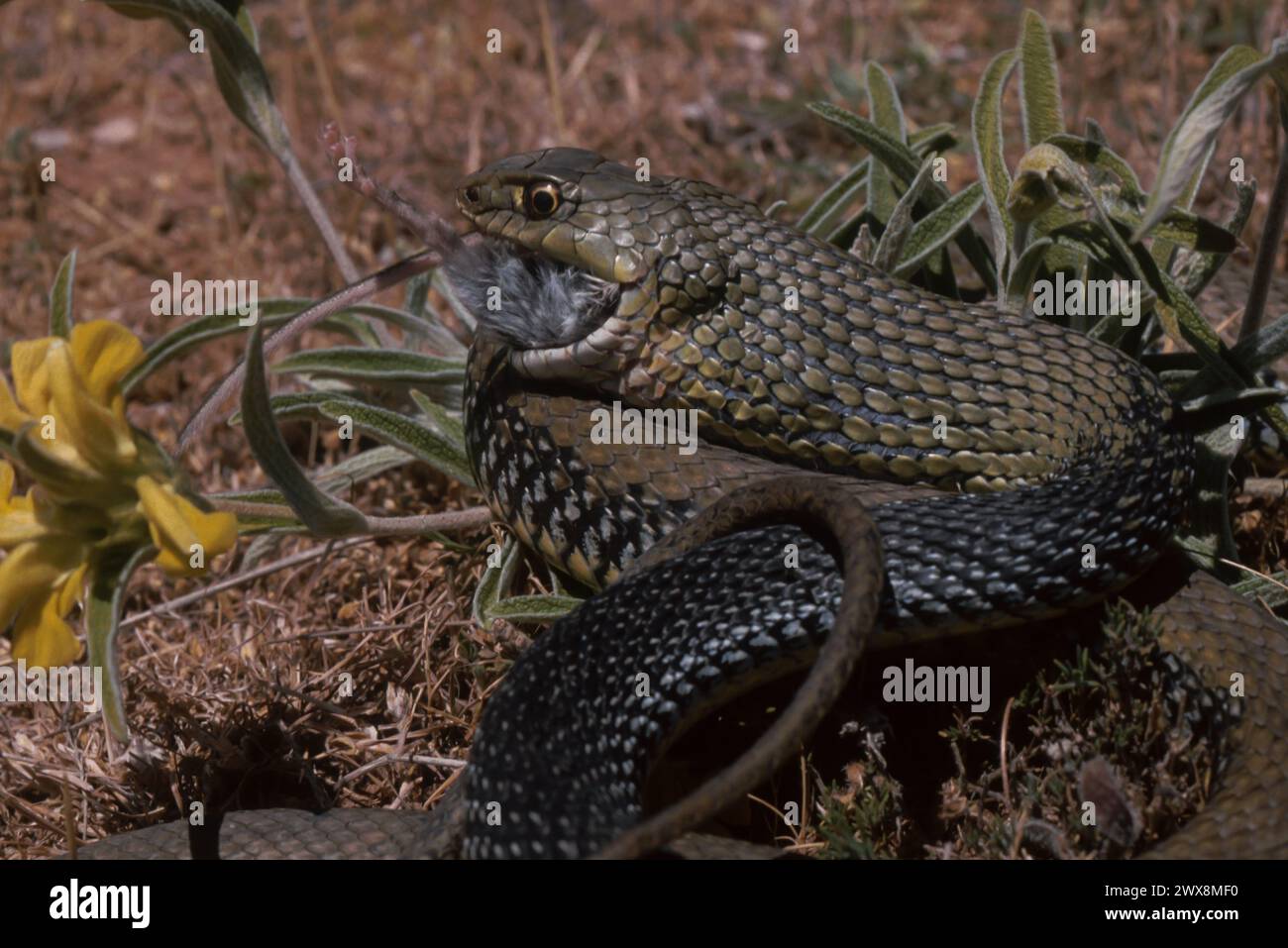 Montpellier snake (Malpolon monspessulanus) eating a rodent Stock Photo