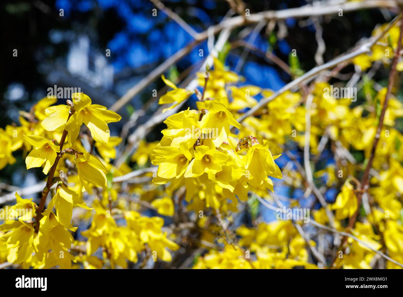 Bright yellow forsythia flowers blooming in the spring Stock Photo